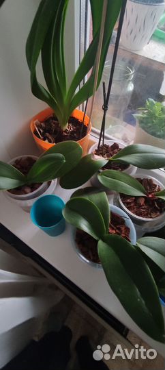 Орхидея фаленопсис