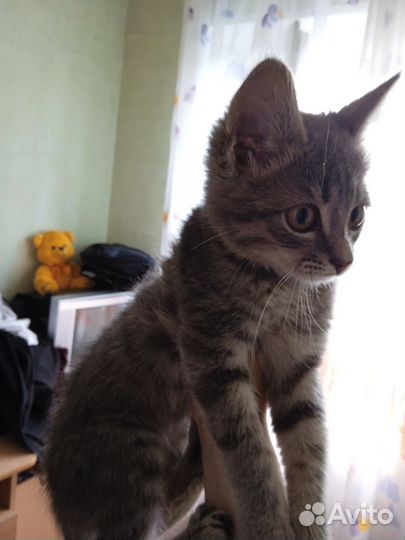 Котик