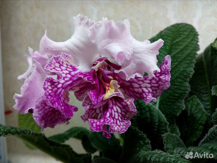 Стрептокарпусы детки и листовые черенки