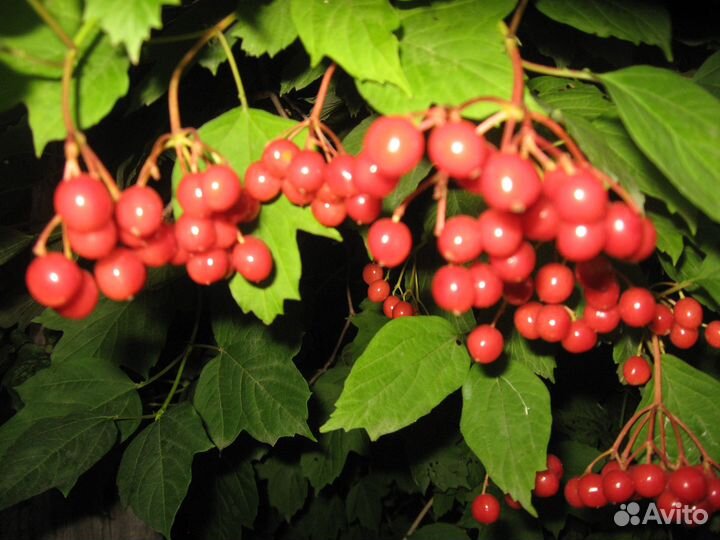 Продаю плодово-ягодные культуры