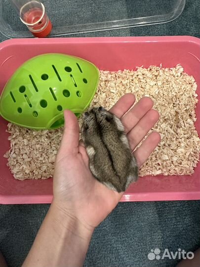 Джунгарский хомяк с клеткой