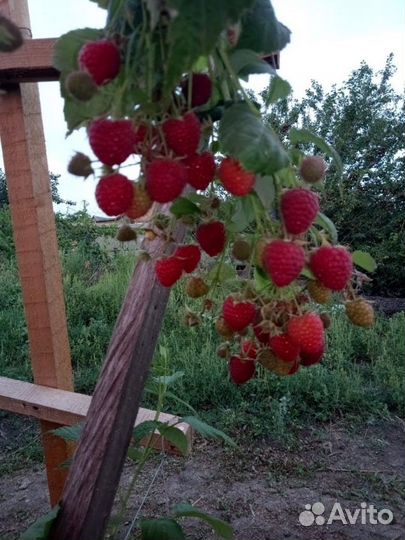 Саженцы малины