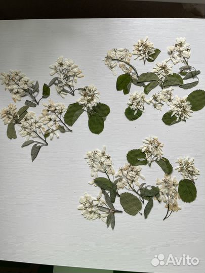 Гербарий, сухоцветы для творчества