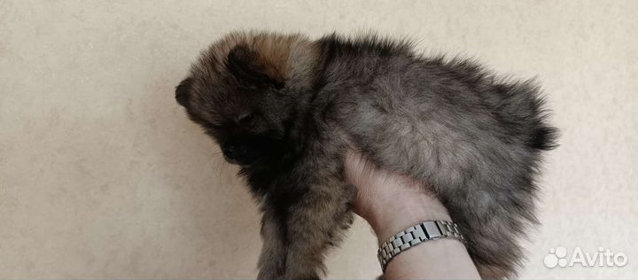 Щенки шпица