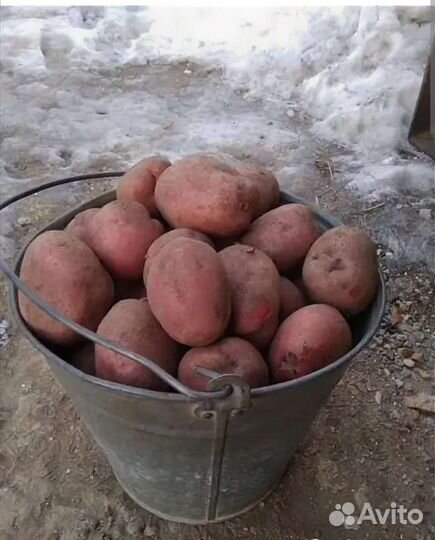 Картофель