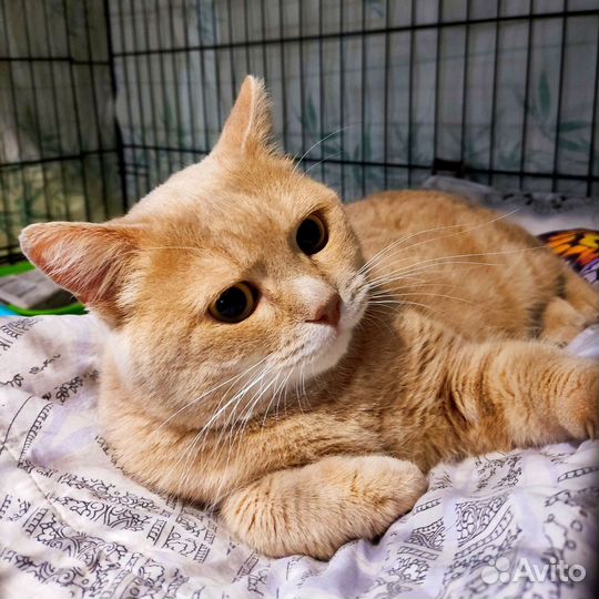 Рыжий котик