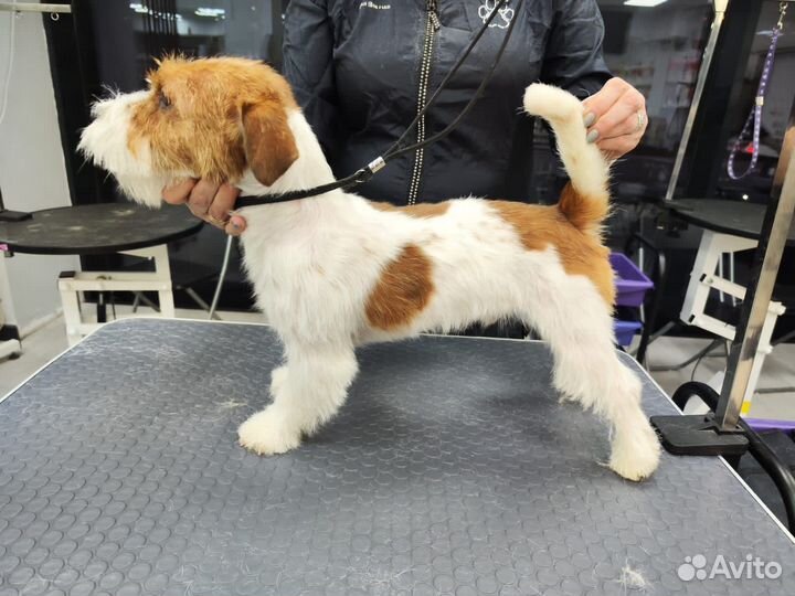 Стрижка собак