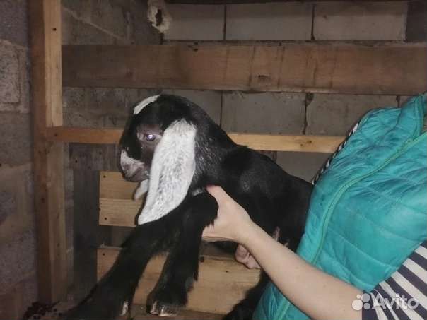 Коза нубийская