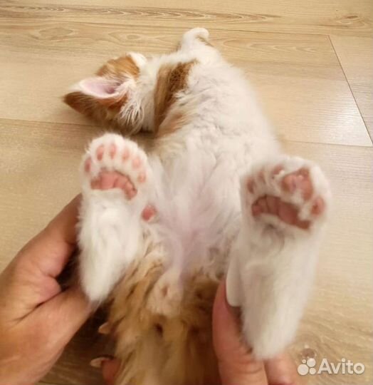 Котята мейн-кун полидакт