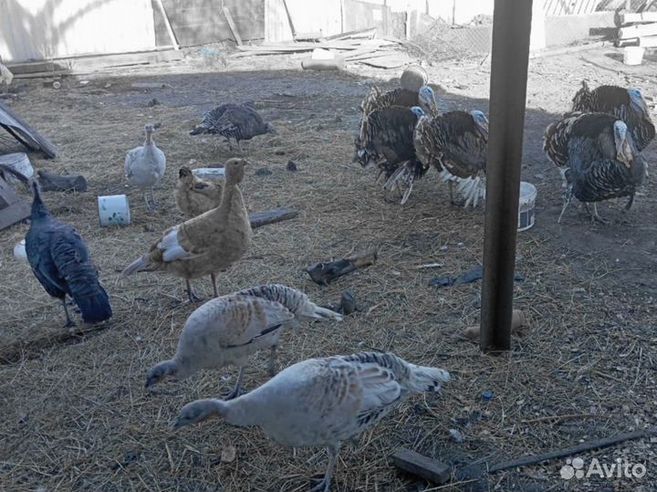 Яйцо индейки