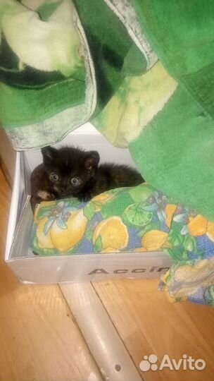 Черный котенок