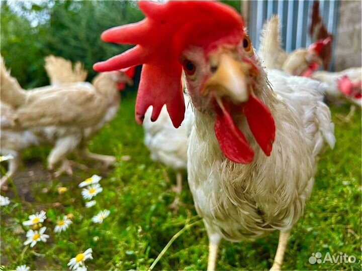 Куры несушки