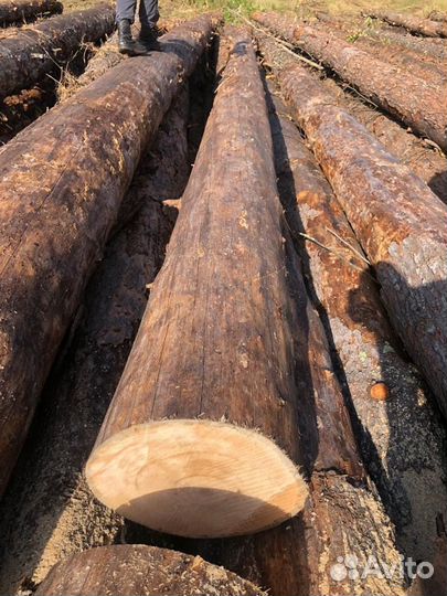 Лес кругляк кедр