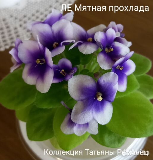 Детки сортовых фиалок мини