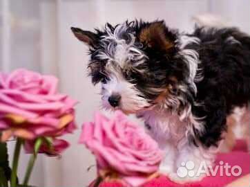 Щеночки Бивер девочки