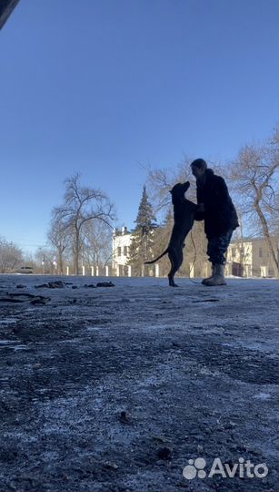 Кинолог/ тренер собак