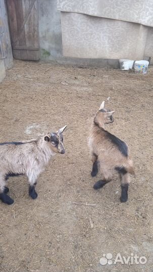 100% Чехи Козочка 28.01.24 и два козлика 08.02