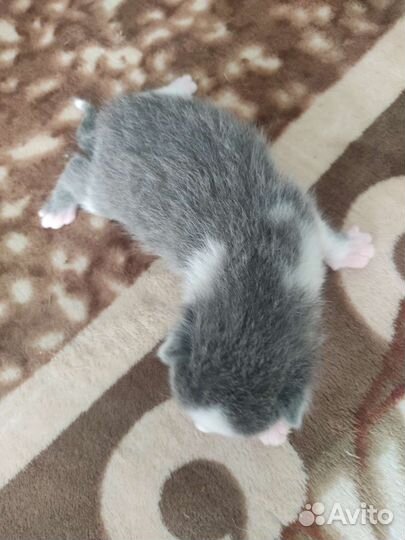 Котята в добрые руки бесплатно