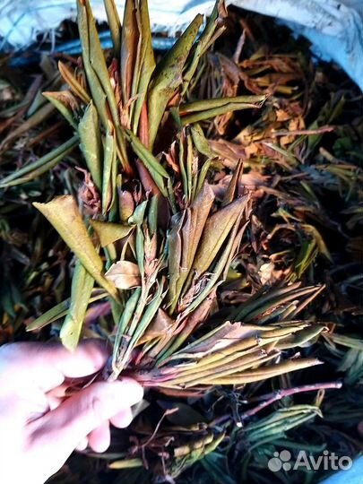 Чай Рододендрон Кавказский, Багульник 100гр