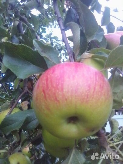 Яблоки. тыква,топинамбур с доставкой