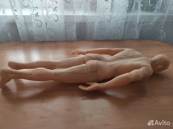 Муляж тела человека Су Джок