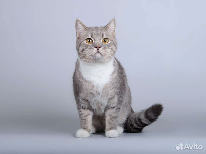 Котик Эш в добрые руки