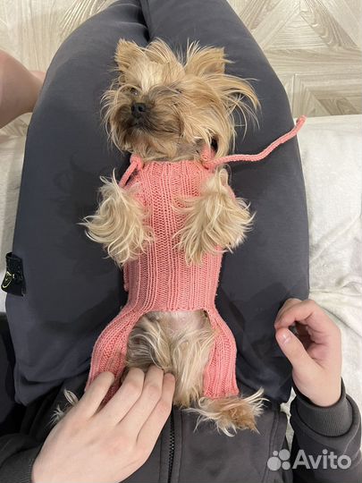 Одежда для мини йорка