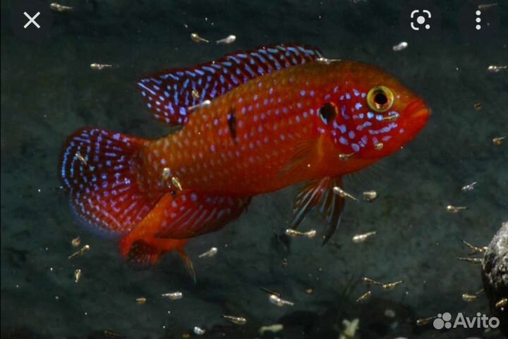 Рыба Хромис красавец мальки