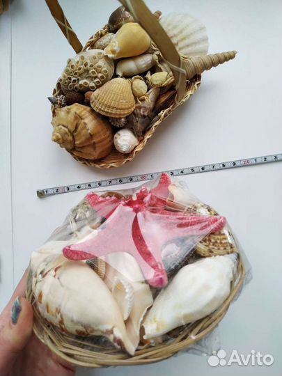 Ракушки разных размеров