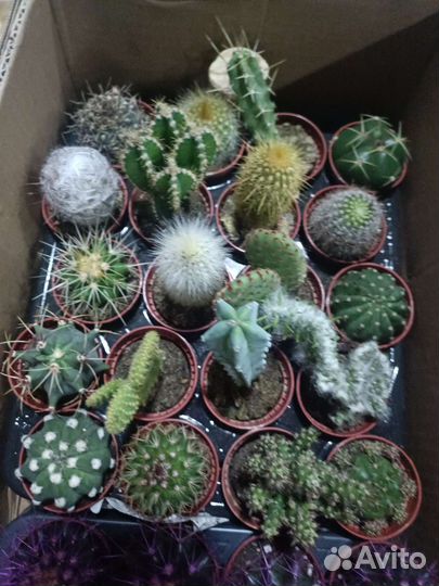 Сансевьерия,Кактусы, крассула,алоэ