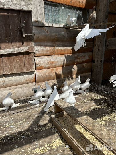 Продам голубей