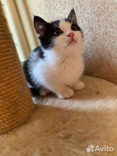 Ласковый котенок девочка в добрые руки