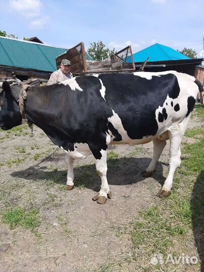 Продаться Корова