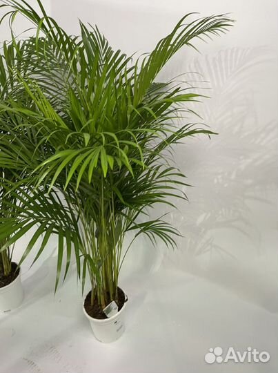 Пальма Арека