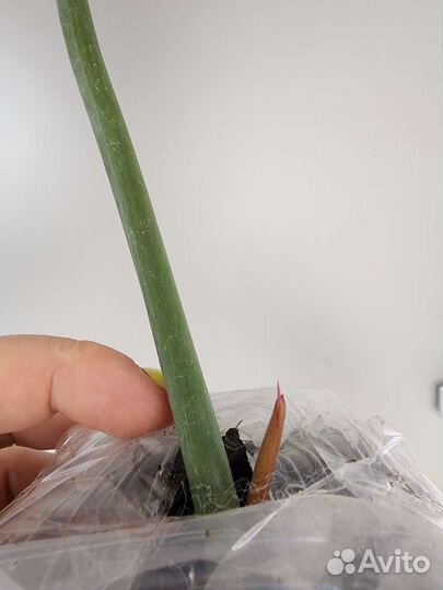 Филодендрон карамель марбл