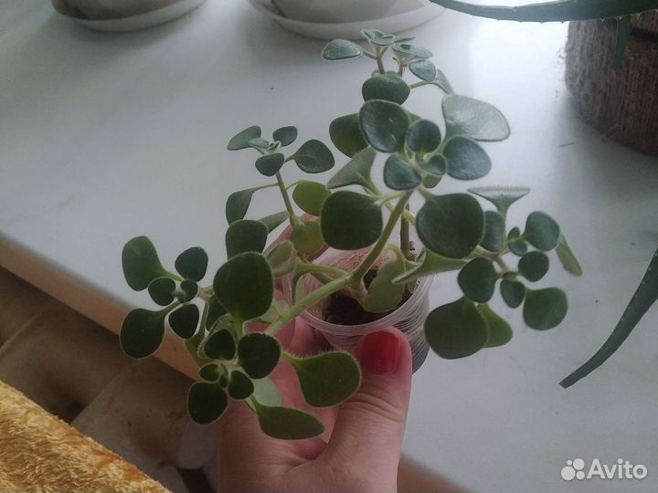 Аихризон дерево любви