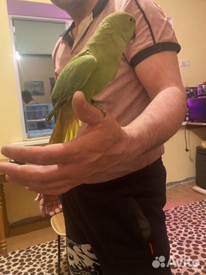 Ожереловый попугай