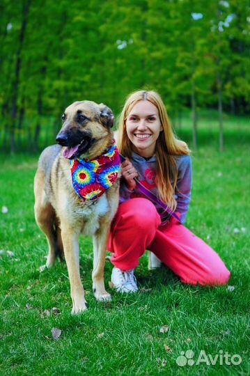 Спасите собаку из приюта