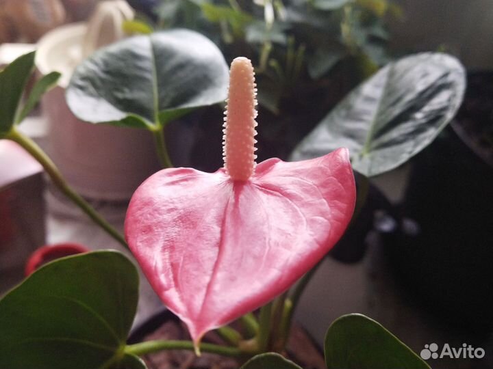 Комнатные цветы антуриум