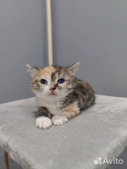 Кошка бесплатно