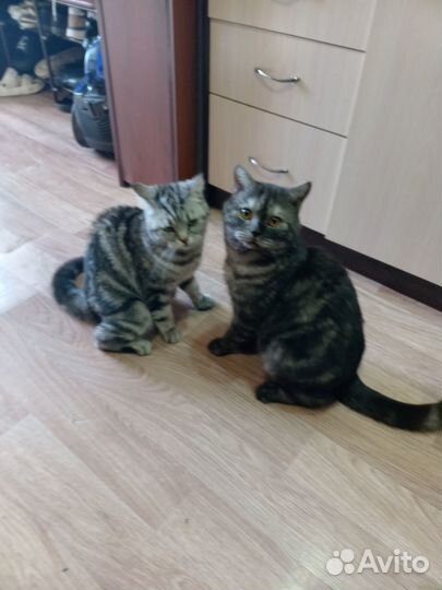 Британские котята