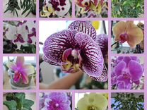 Цветы Орхидеи сортовые свежие цветущие