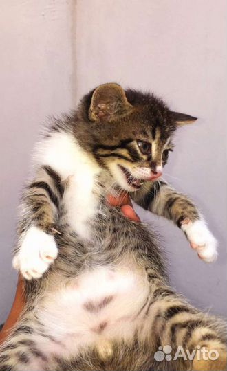 Маленькие котята в добрые руки