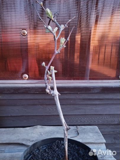 Плодовые кустарники, виноград