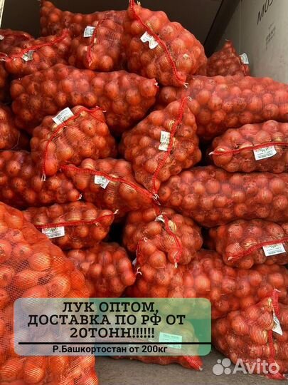 Лук оптом от 20 тонн