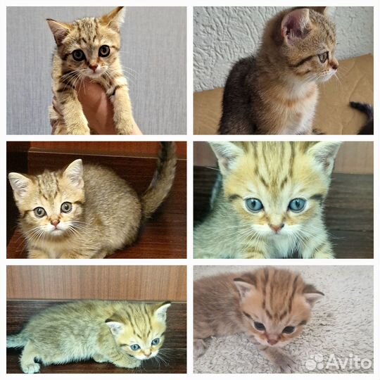 Чистокровные Британские котята