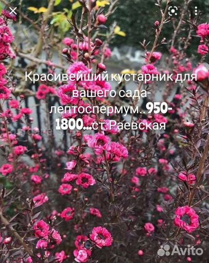 Лопеталум,цеанотус,шуазия,саркококка,лептоспермум