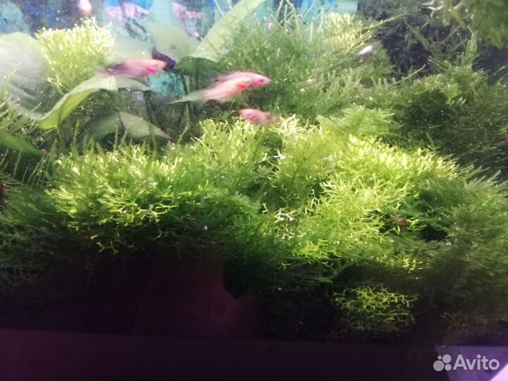 Мох для аквариума