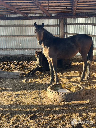 Лошади и жеребята