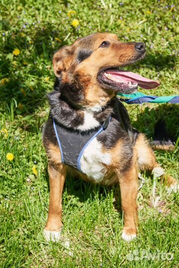 Метис зенненхунда Илюша хочет домой из приюта